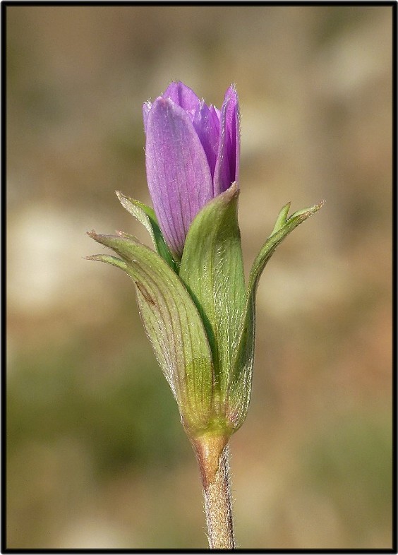 Anemone hortensis